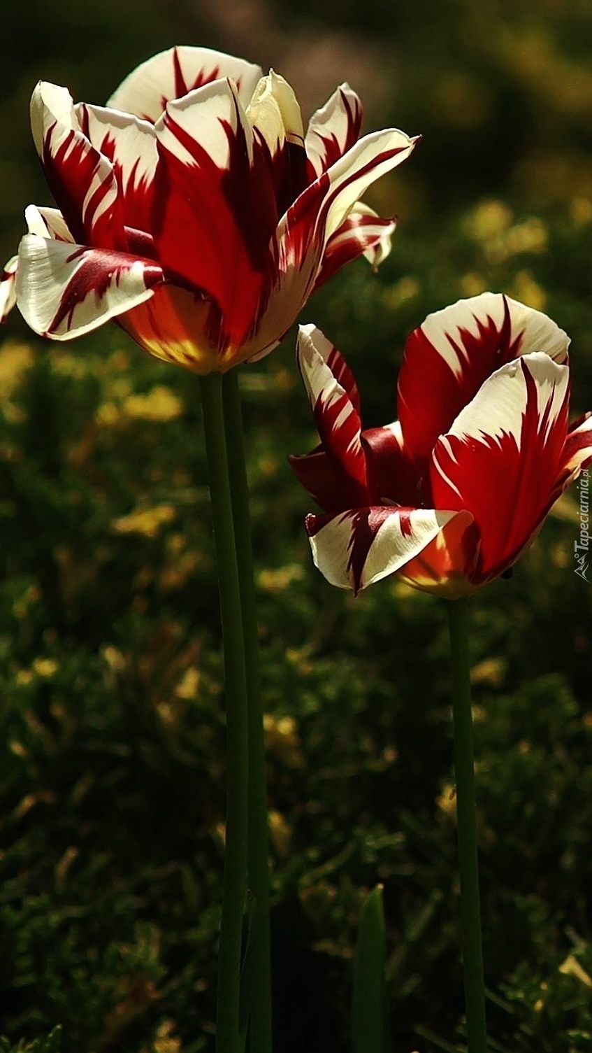 Czerwono-białe tulipany
