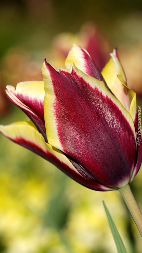 Czerwono żółta odmiana tulipana