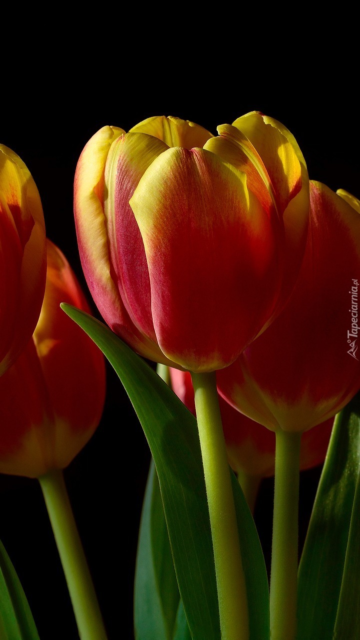 Czerwono-żółte tulipany