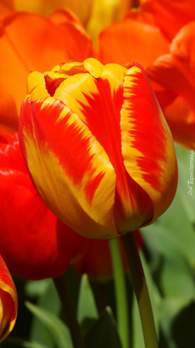 Czerwono-żółte tulipany