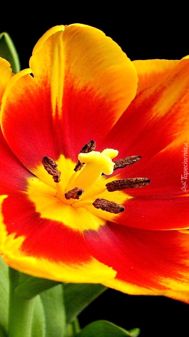 Czerwono-żółty tulipan z bliska