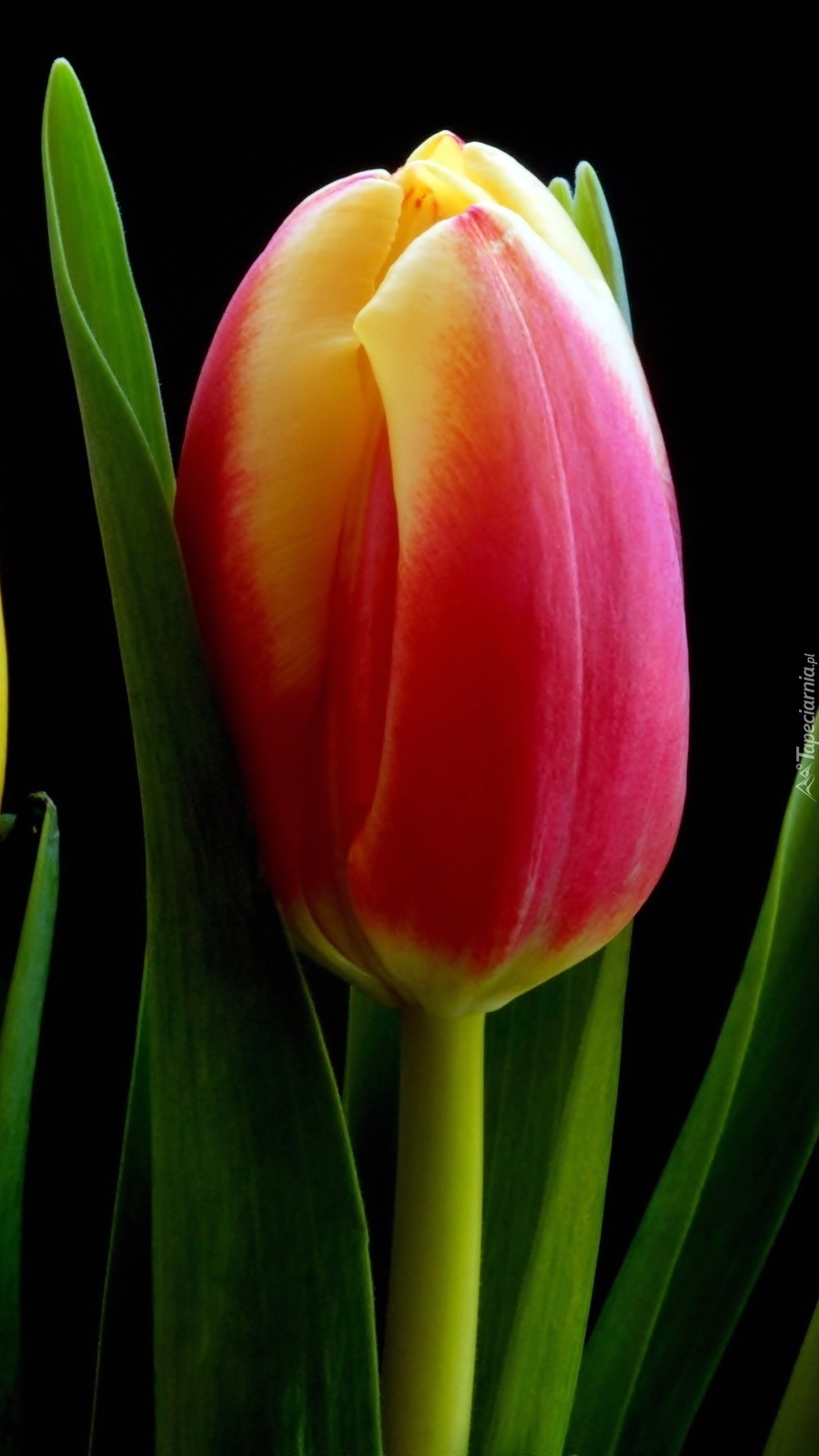 Czerwono-żółty tulipan