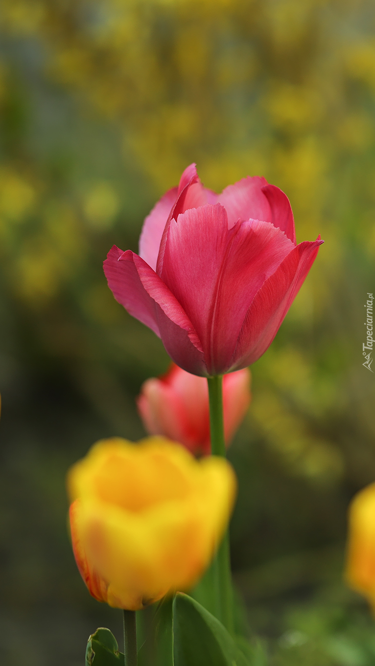 Czerwony i żółty tulipan