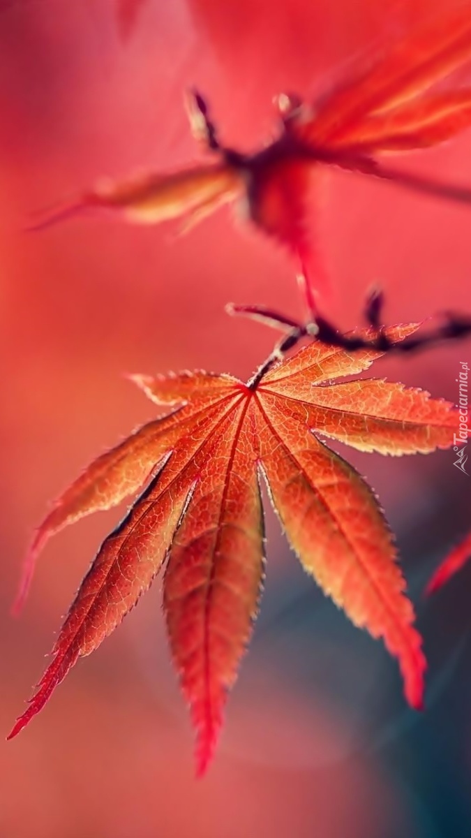 Czerwony jesienny liść