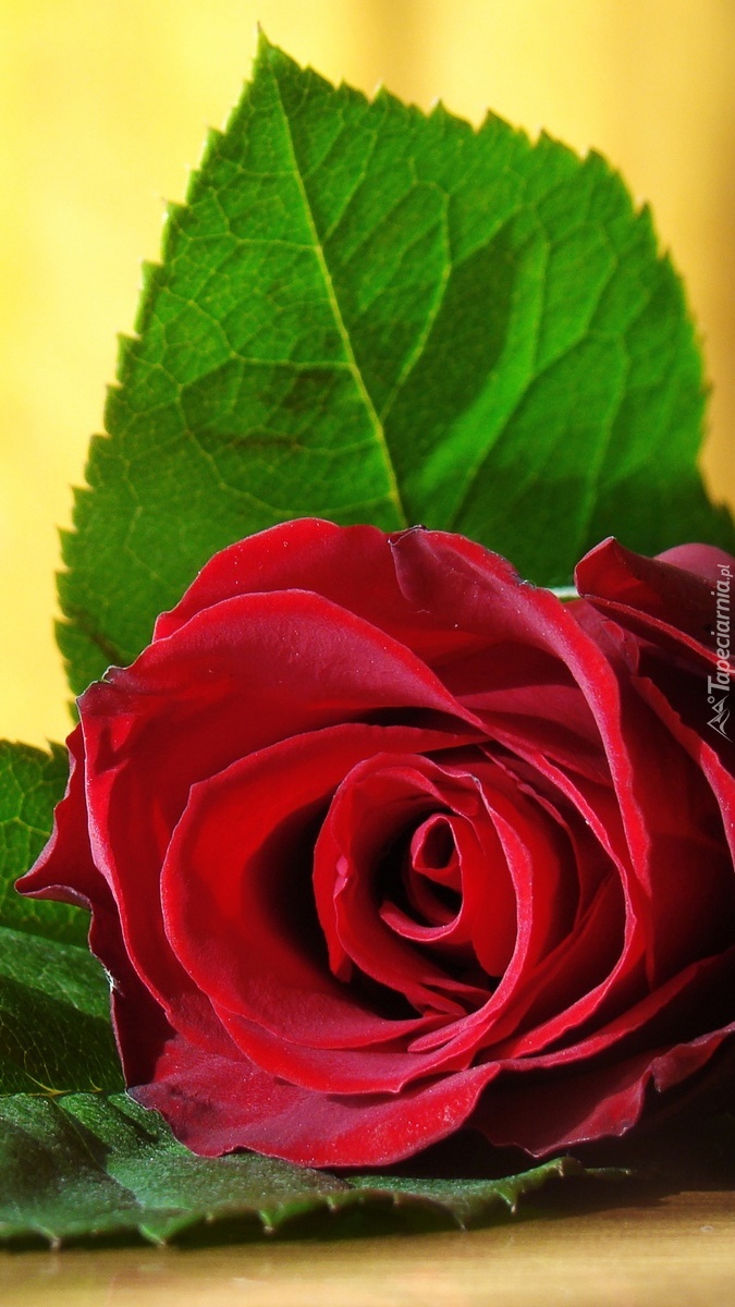 Czerwony kwiat róży z liśćmi