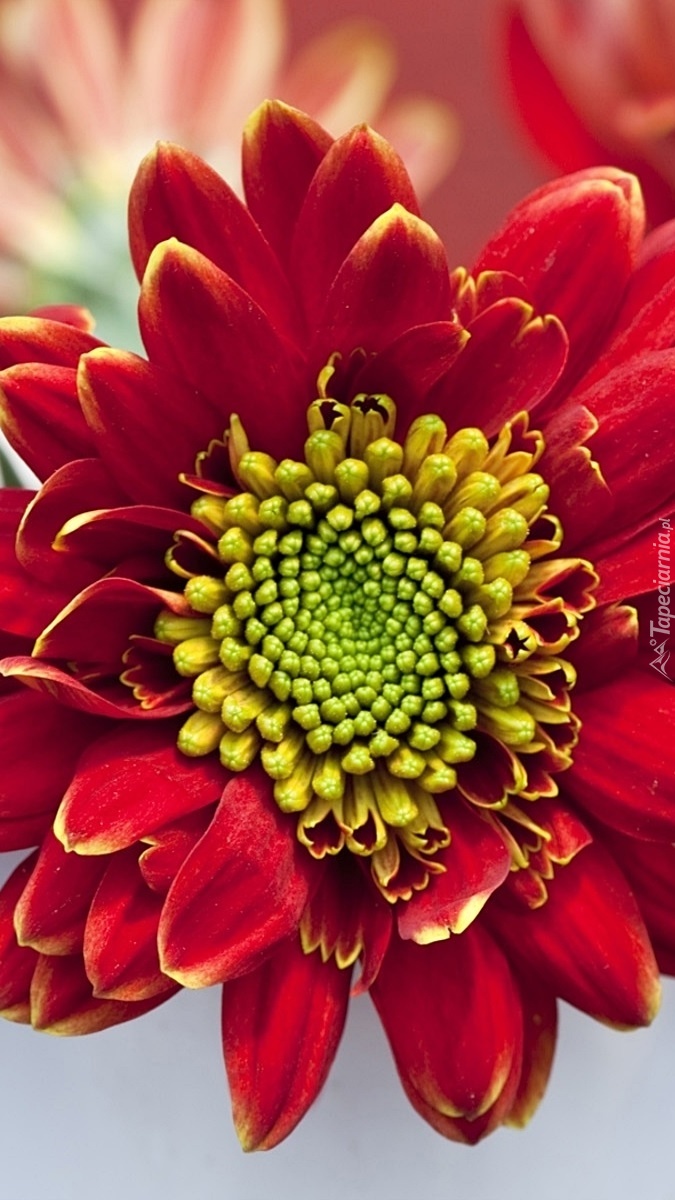 Czerwony kwiat z żółtym środkiem