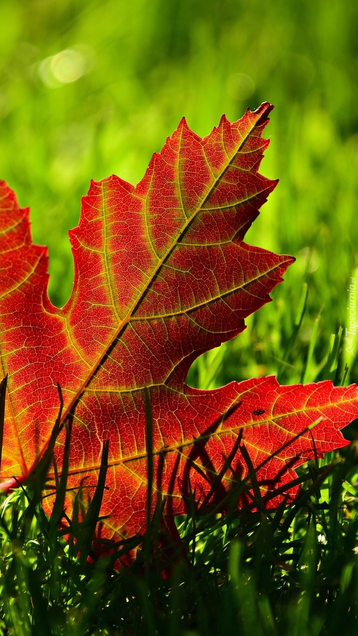 Czerwony liść w trawie
