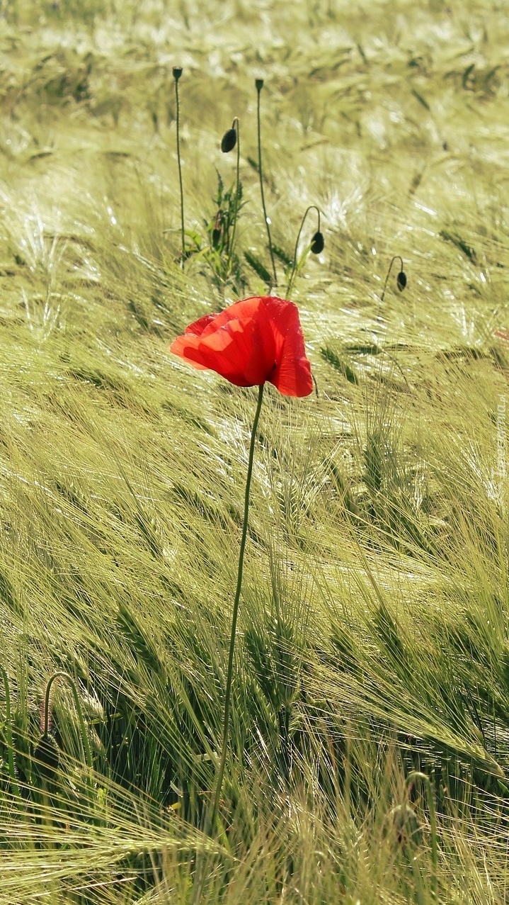 Czerwony mak w zbożu