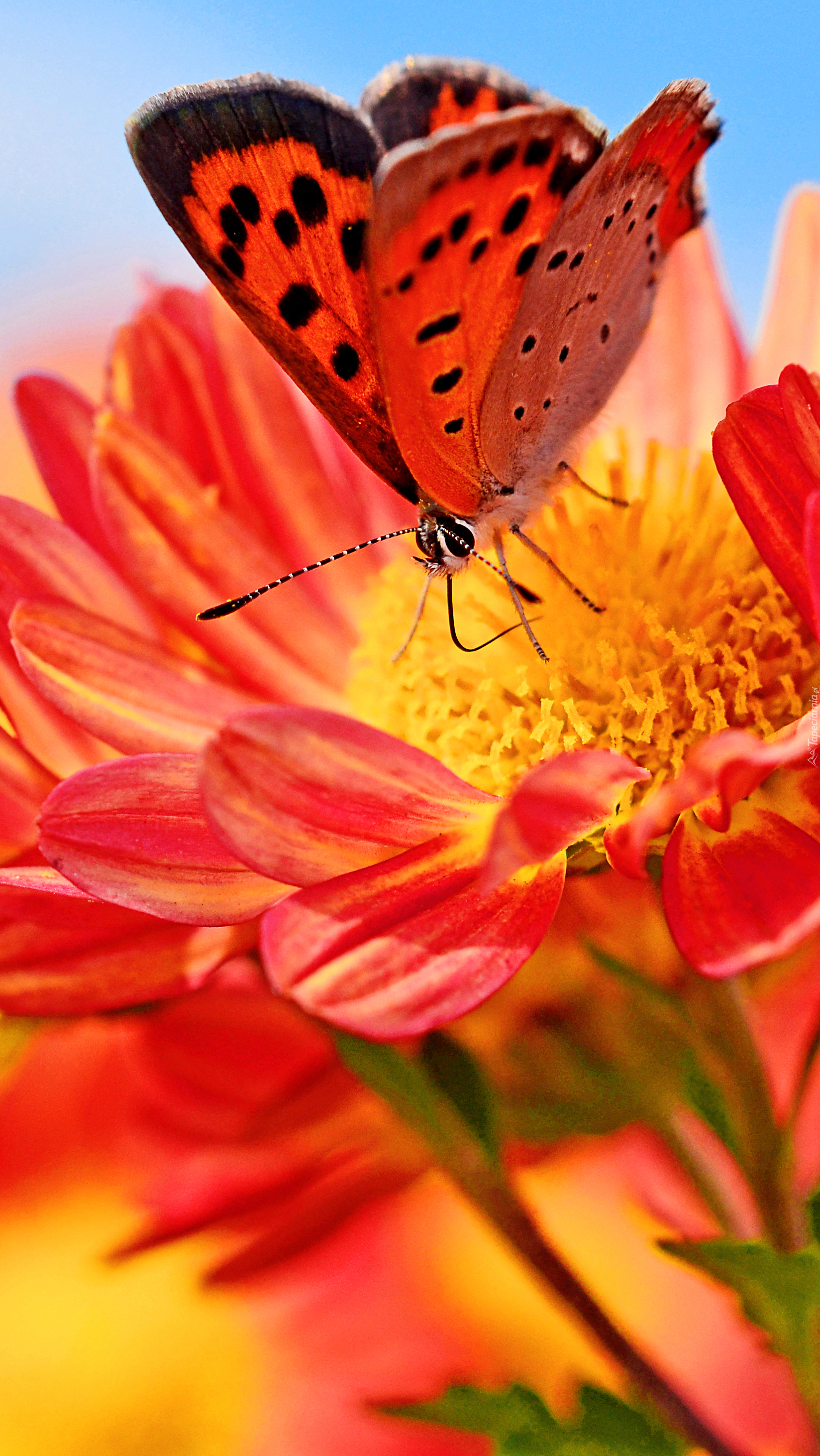 Czerwony motyl i czerwony kwiat