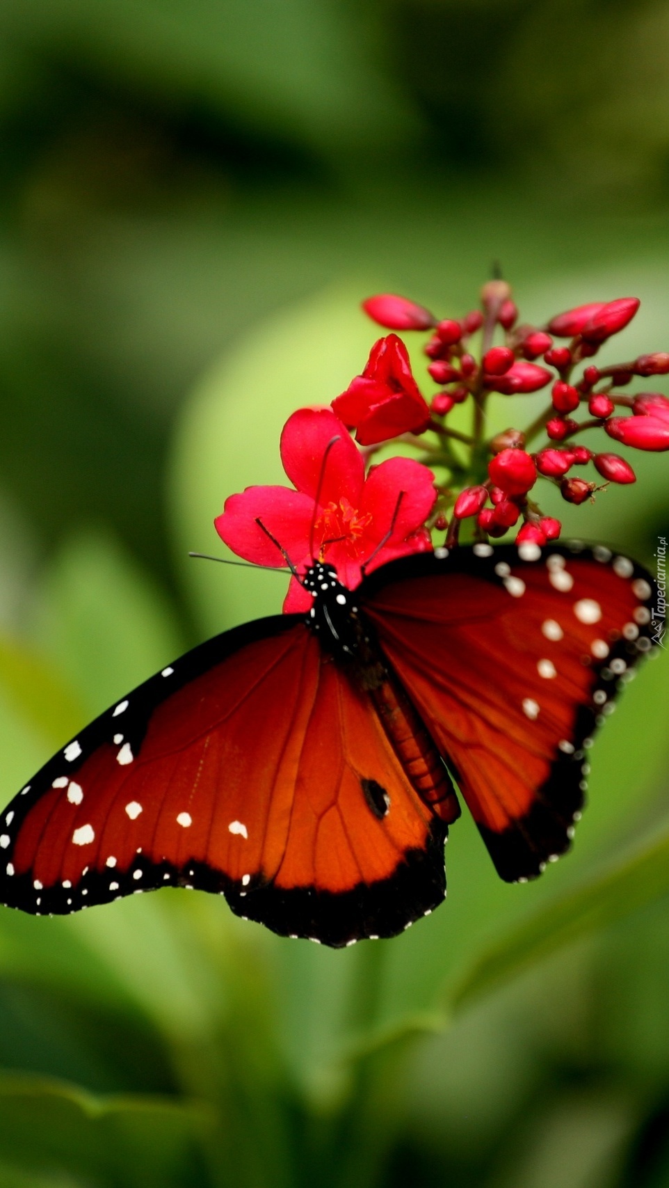 Czerwony motyl na czerwonym kwiatku