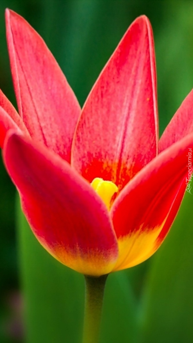 Czerwony tulipan botaniczny
