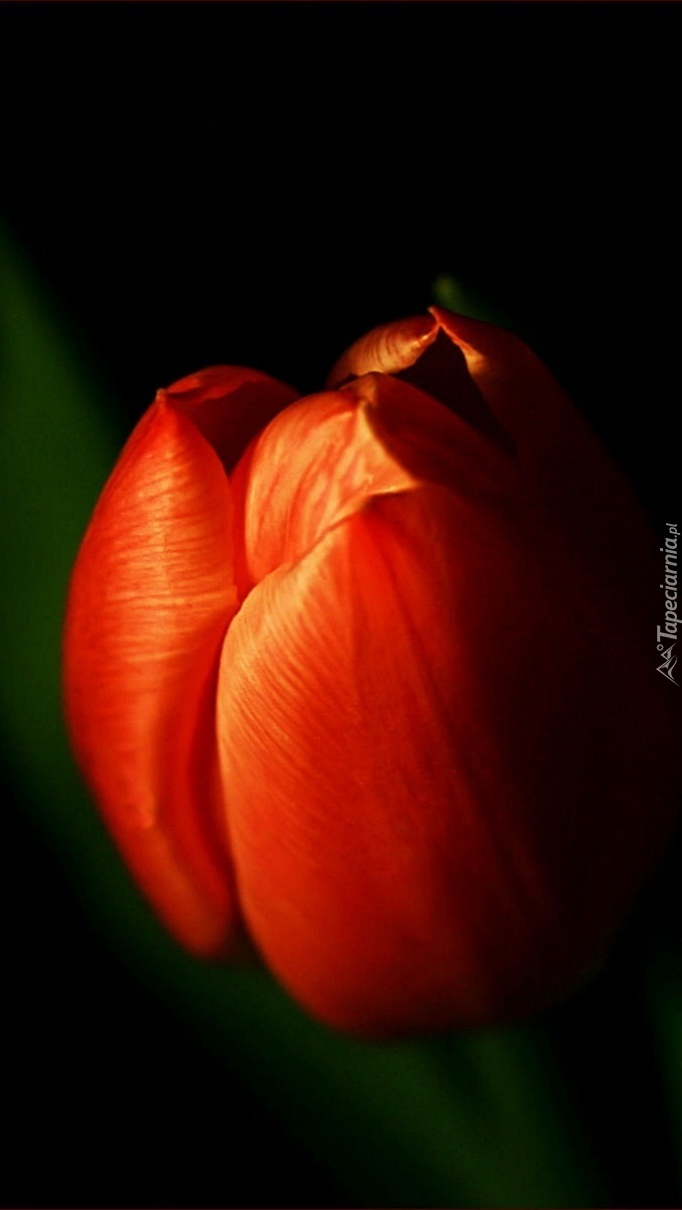 Czerwony tulipan na ciemnym tle