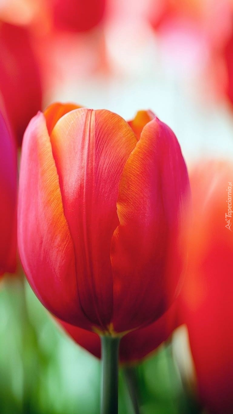 Czerwony tulipan na rozmytym tle