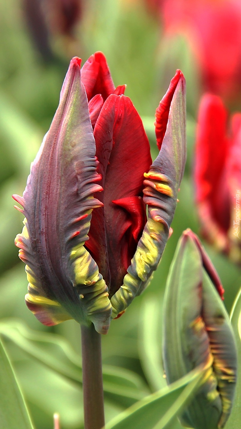 Czerwony tulipan papuzi