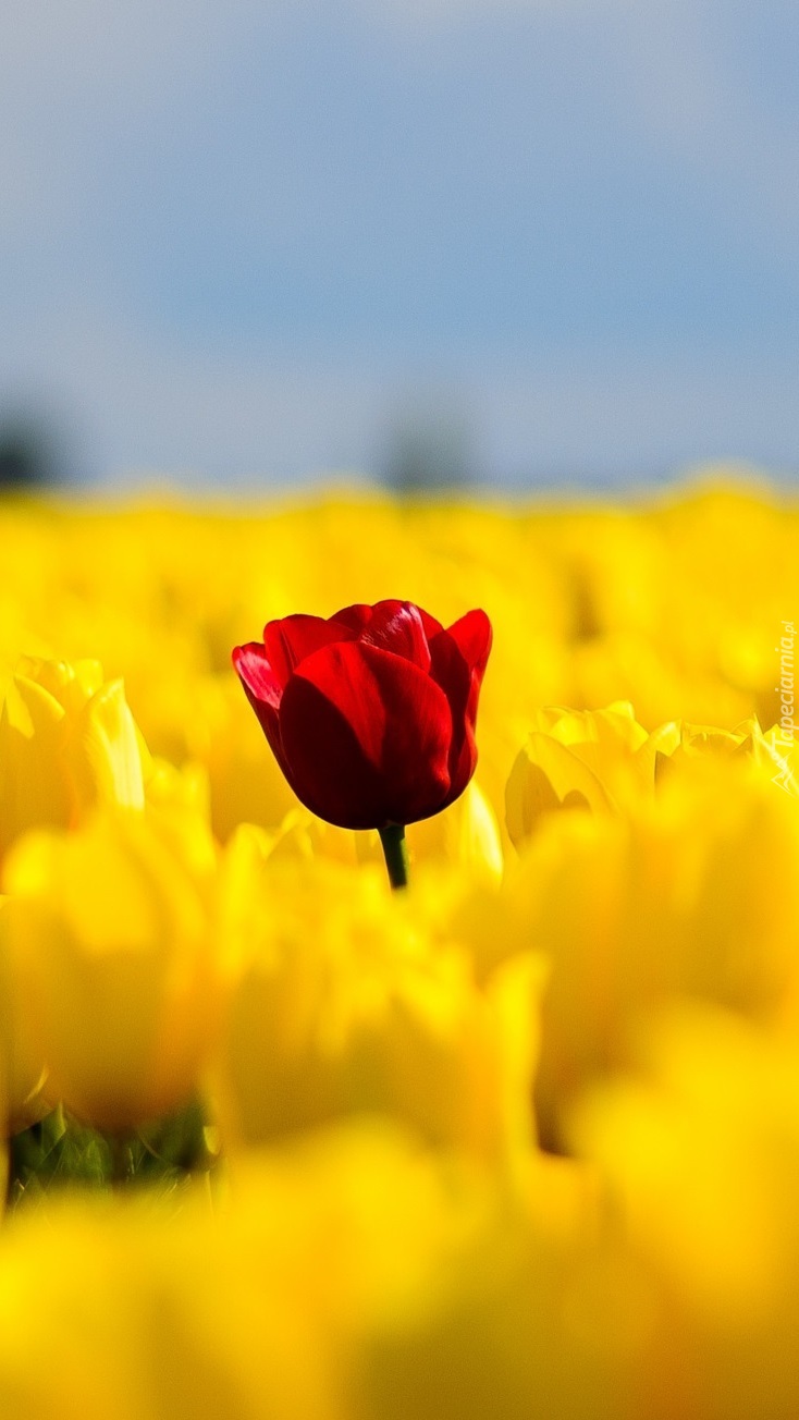 Czerwony tulipan wśród żółtych tulipanów