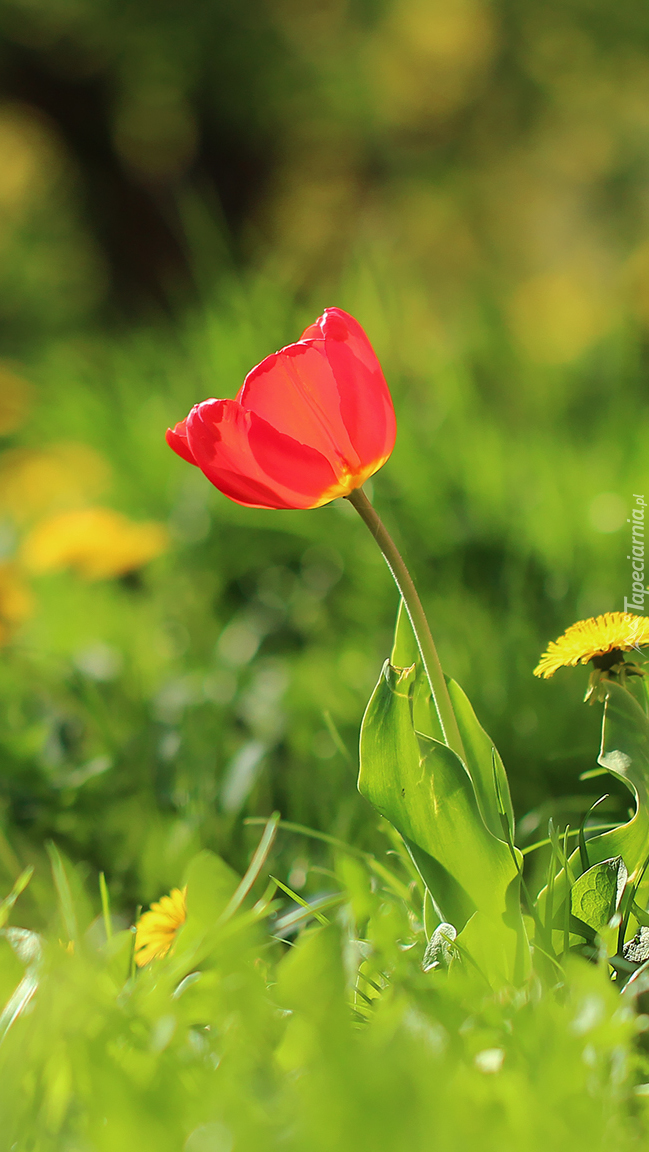 Czerwony tulipan z mniszkiem w trawie
