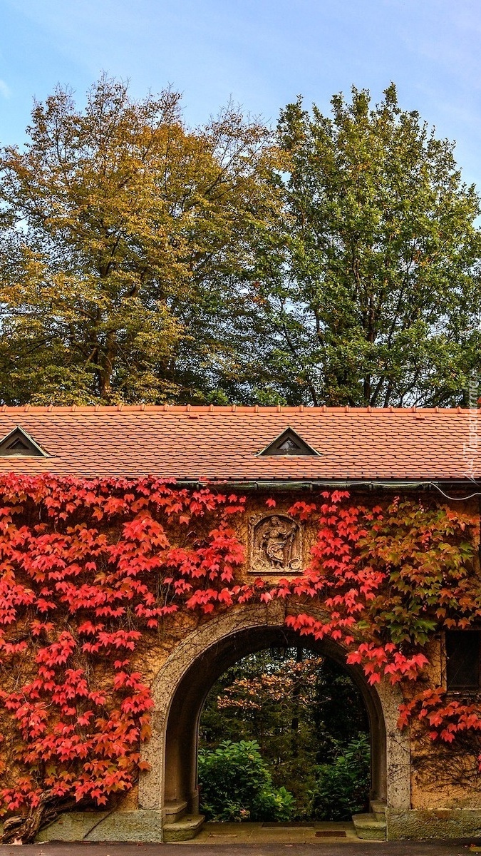 Czerwony winobluszcz na ścianie domu