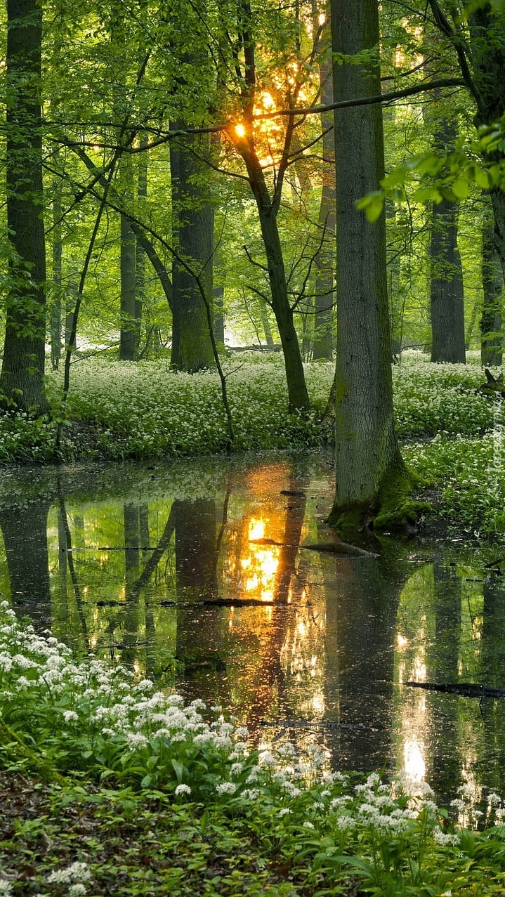 Czosnek niedźwiedzi nad rzeką w lesie