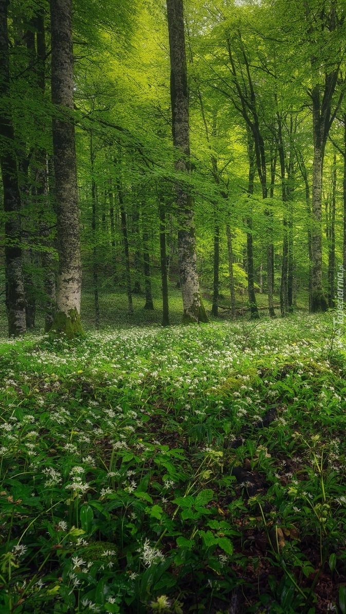 Czosnek niedźwiedzi pod drzewami