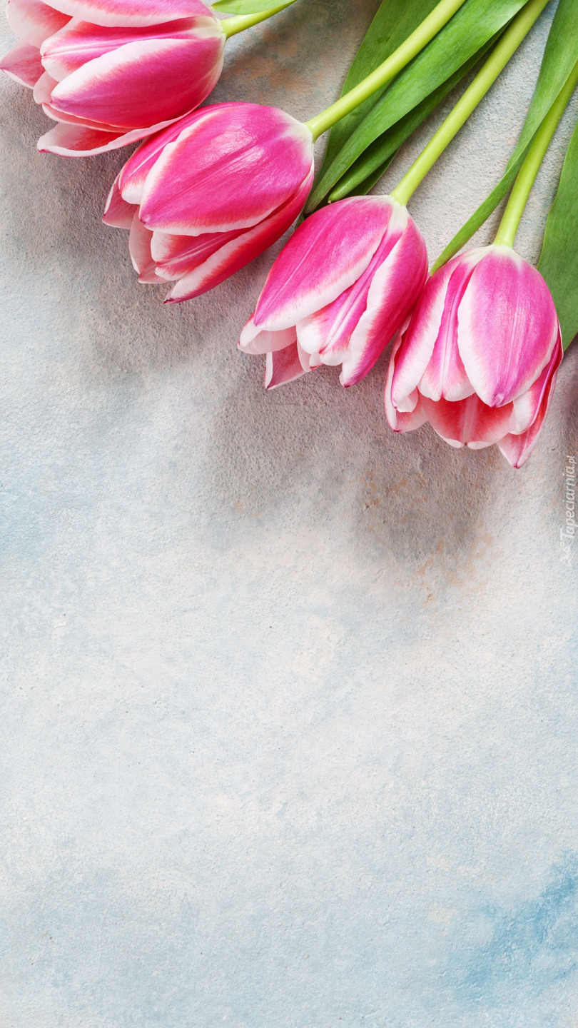 Cztery tulipany