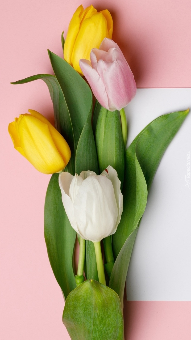 Cztery tulipany
