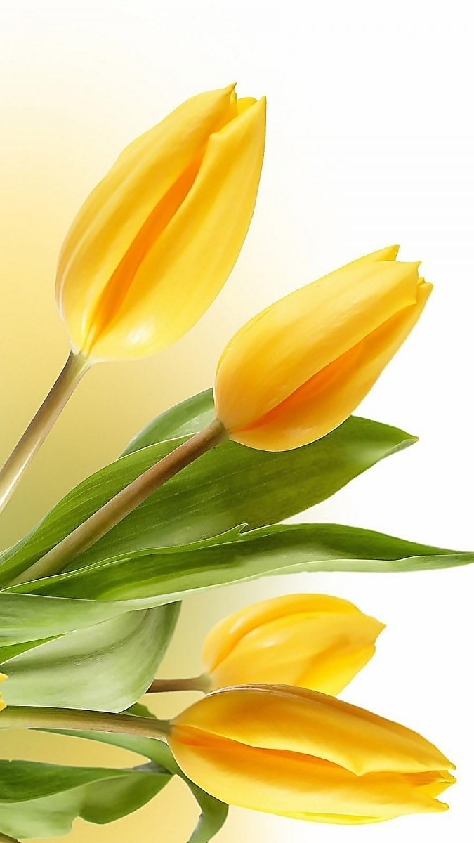Cztery żółte tulipanki