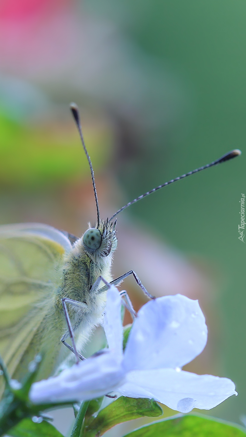 Czujny motyl na kwiatku