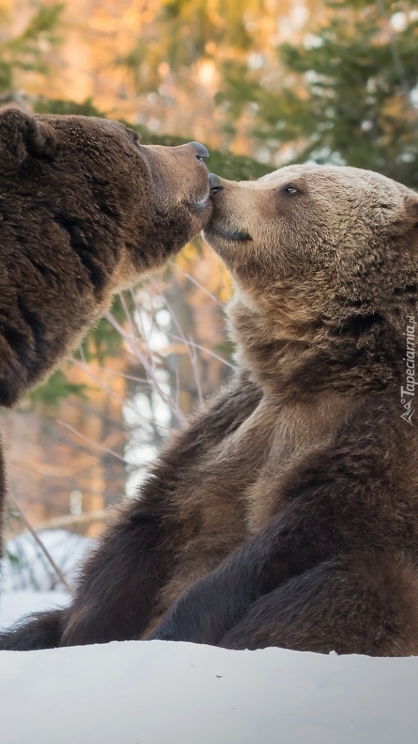 Czułości niedźwiedzi