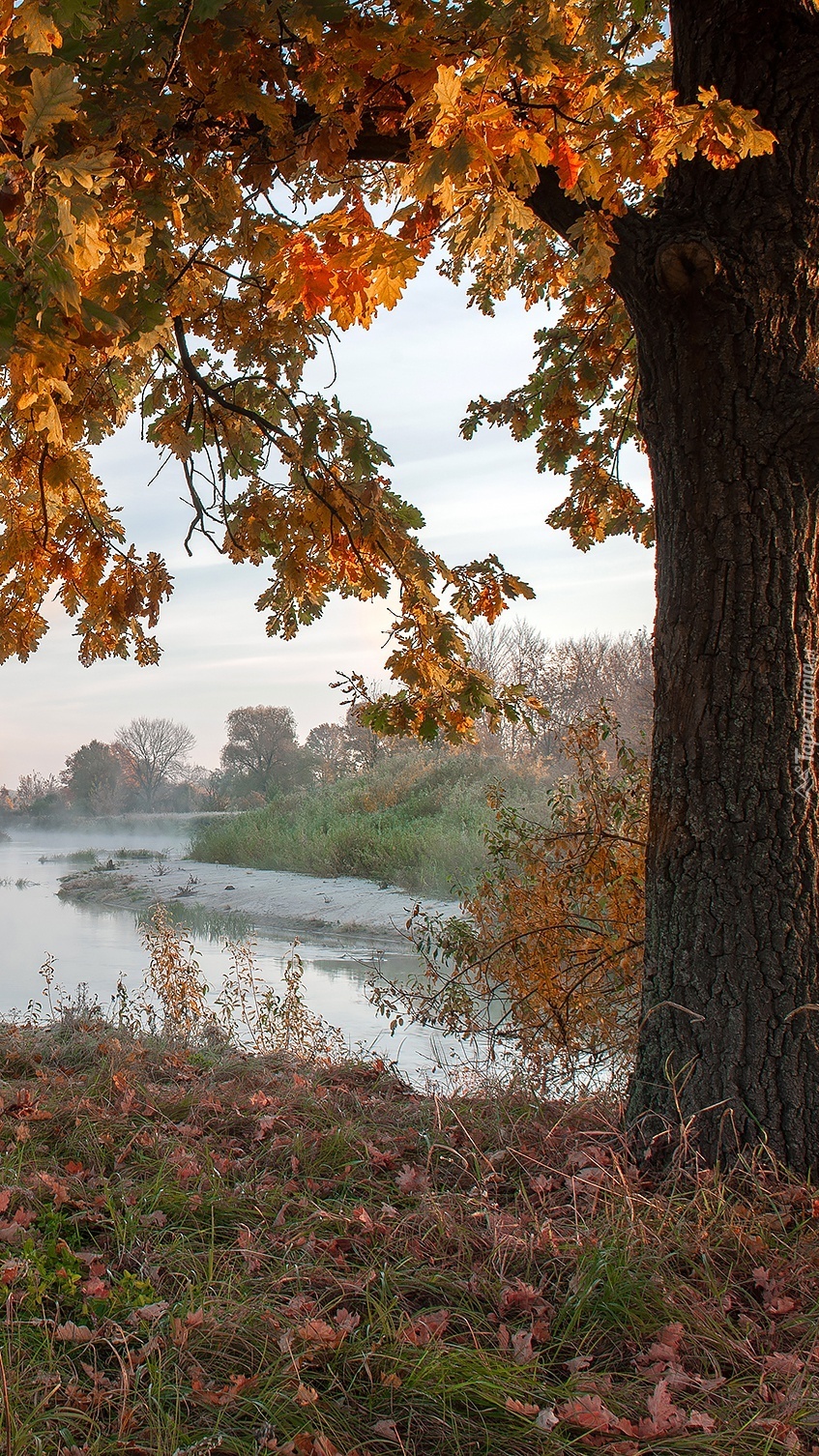 Dąb nad rzeką