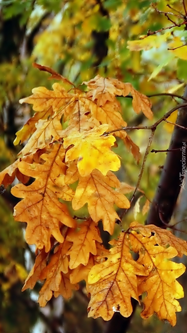 Dąb z  jesiennymi liśćmi