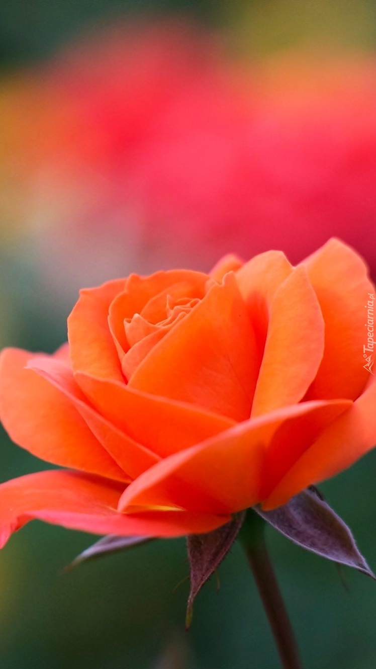 Delikatna róża o pomarańczowych płatkach