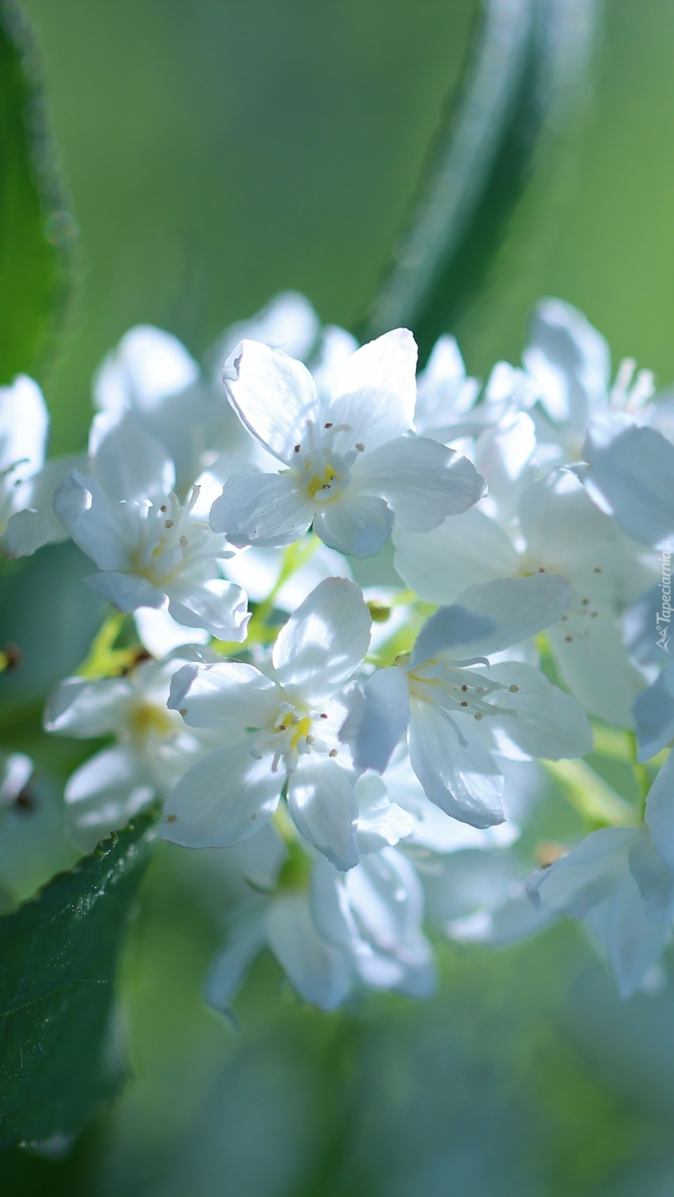 Delikatne białe kwiaty