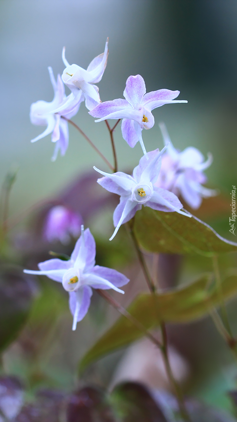 Delikatne kwiaty epimedium