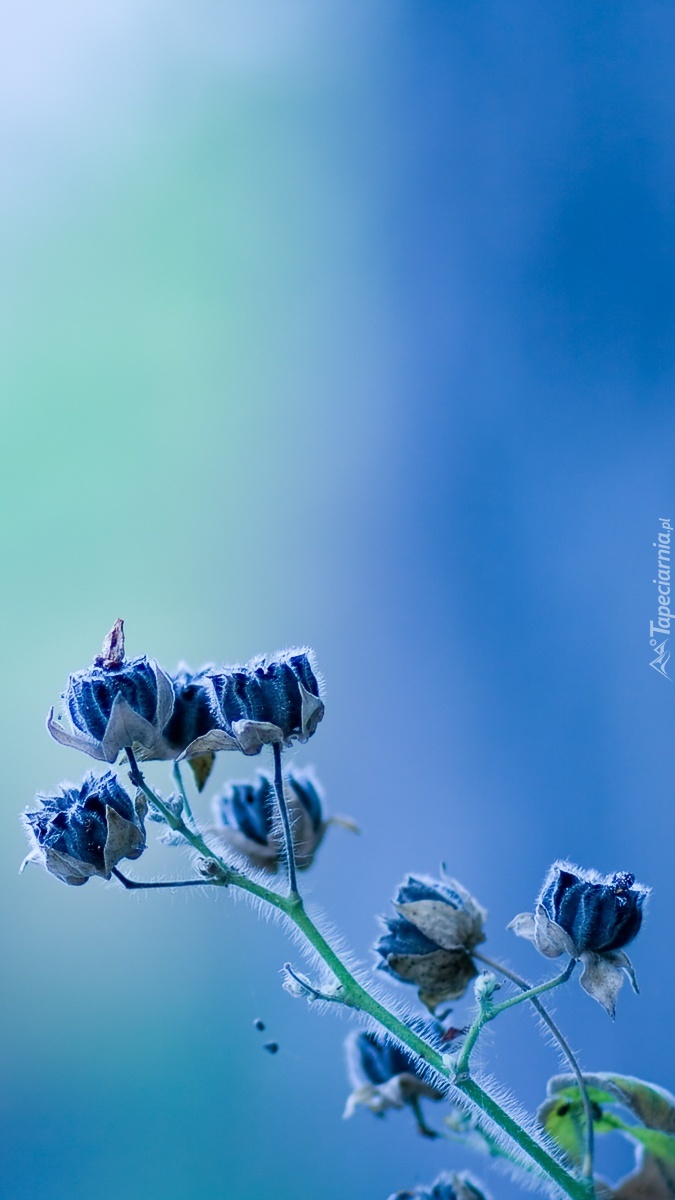 Delikatne niebieskie kwiatki