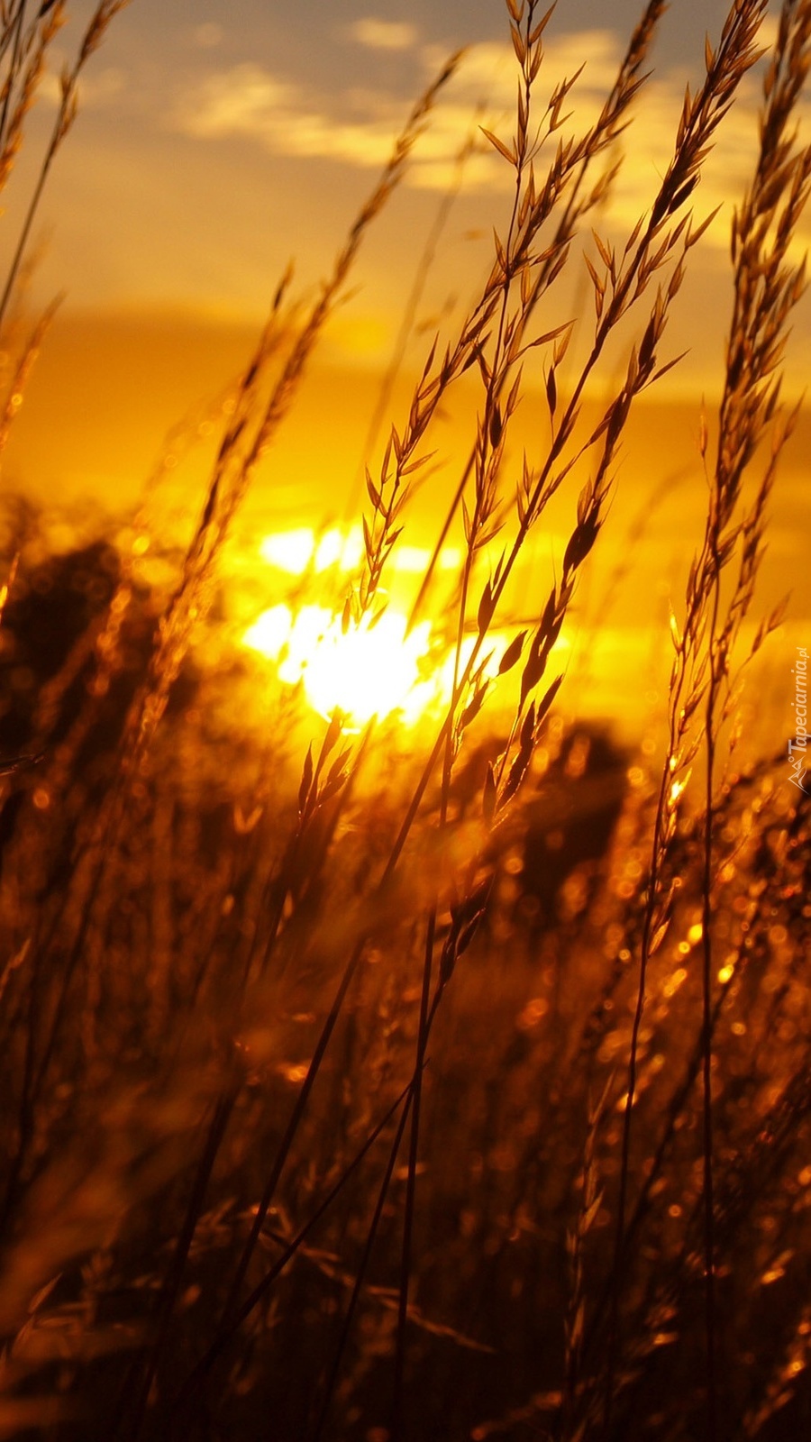 Delikatność traw w zachodzącym słońcu
