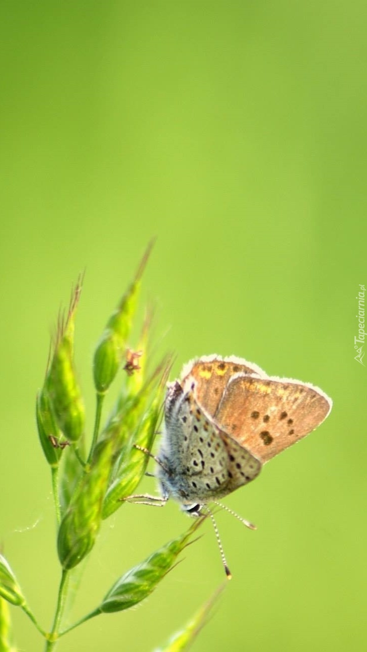 Delikatny motyl na roślinie