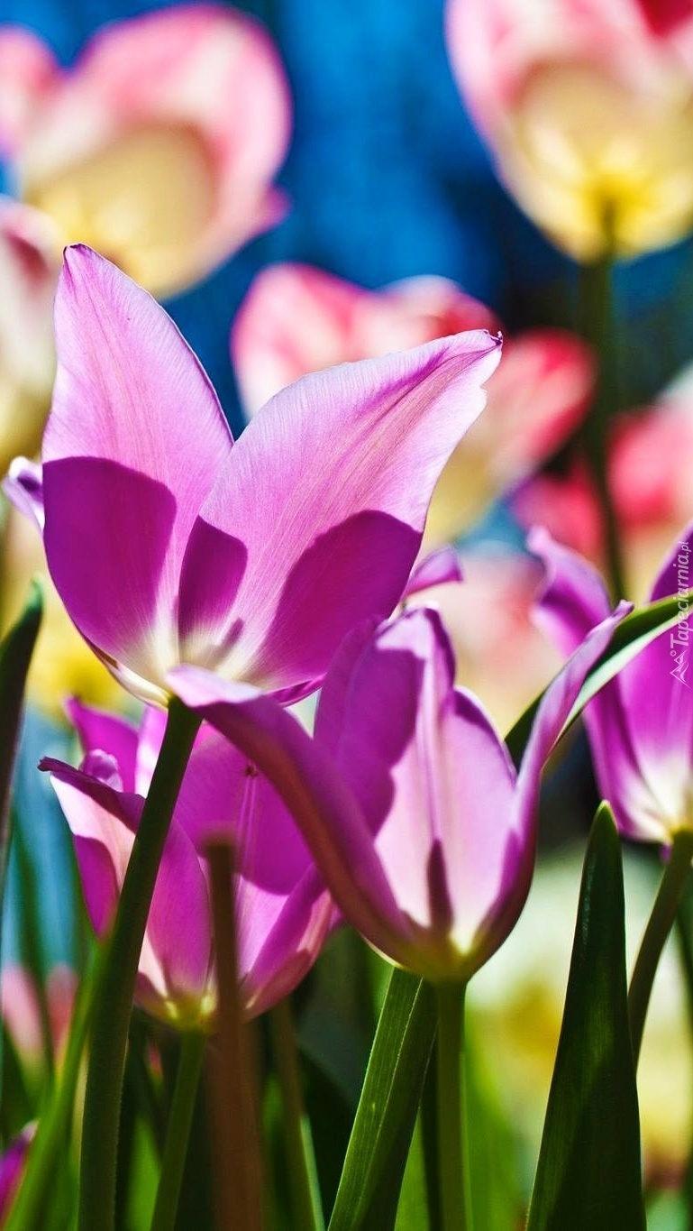 Dla odmiany tulipany