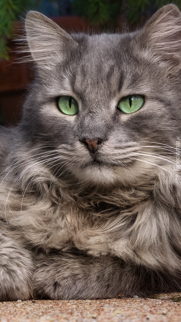 Długowłosy bury kot z zielonymi oczami