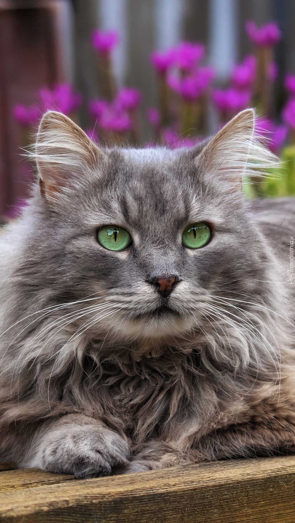 Długowłosy zielonooki kot