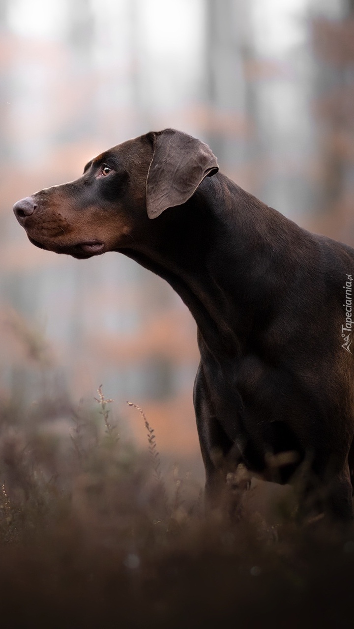 Doberman