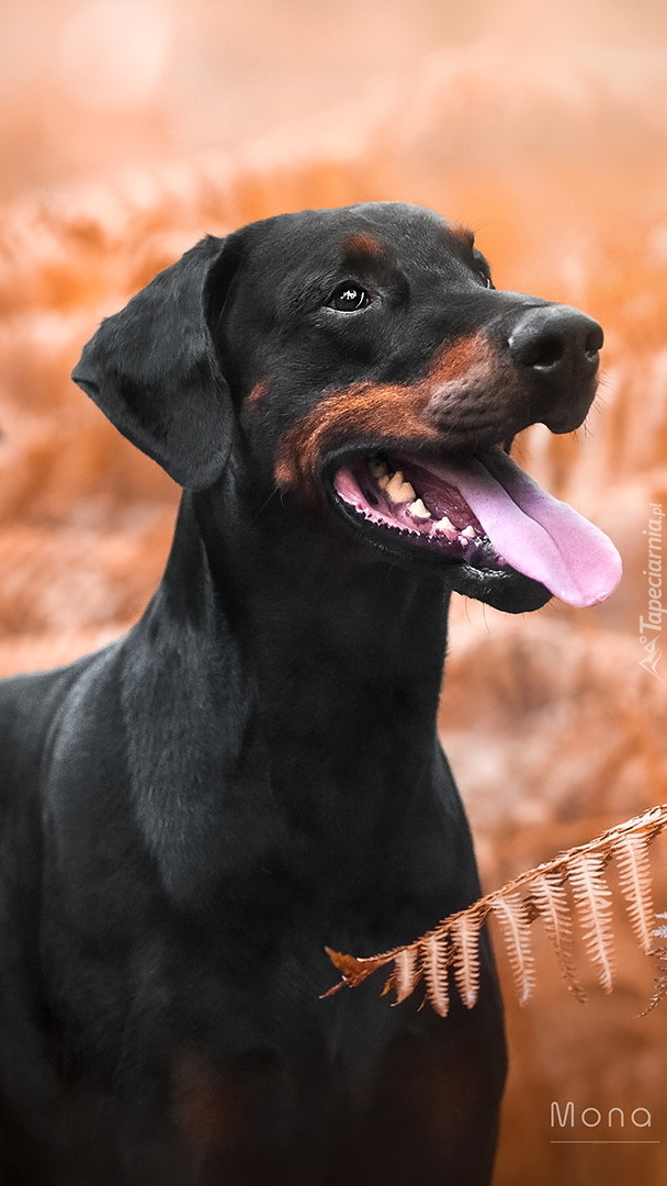 Doberman