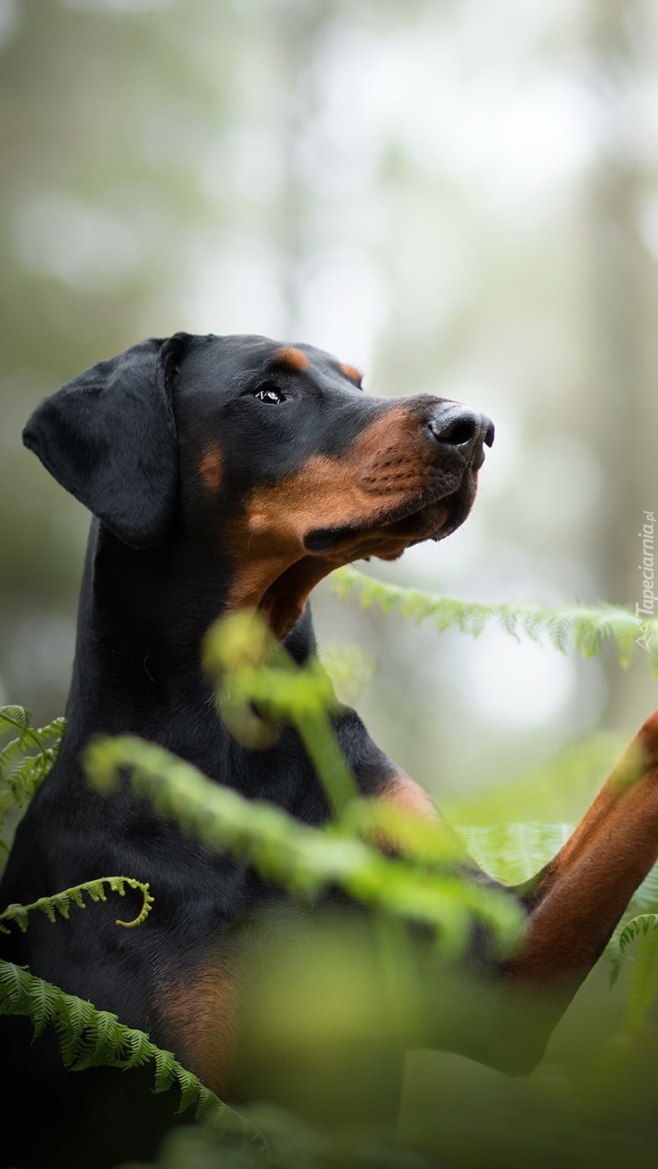 Doberman w paprociach