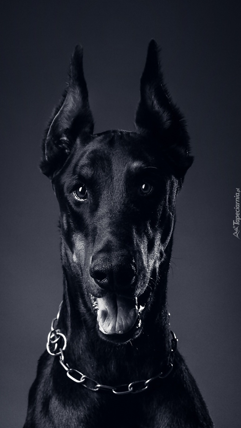 Doberman