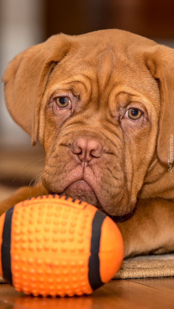 Dog de Bordeaux