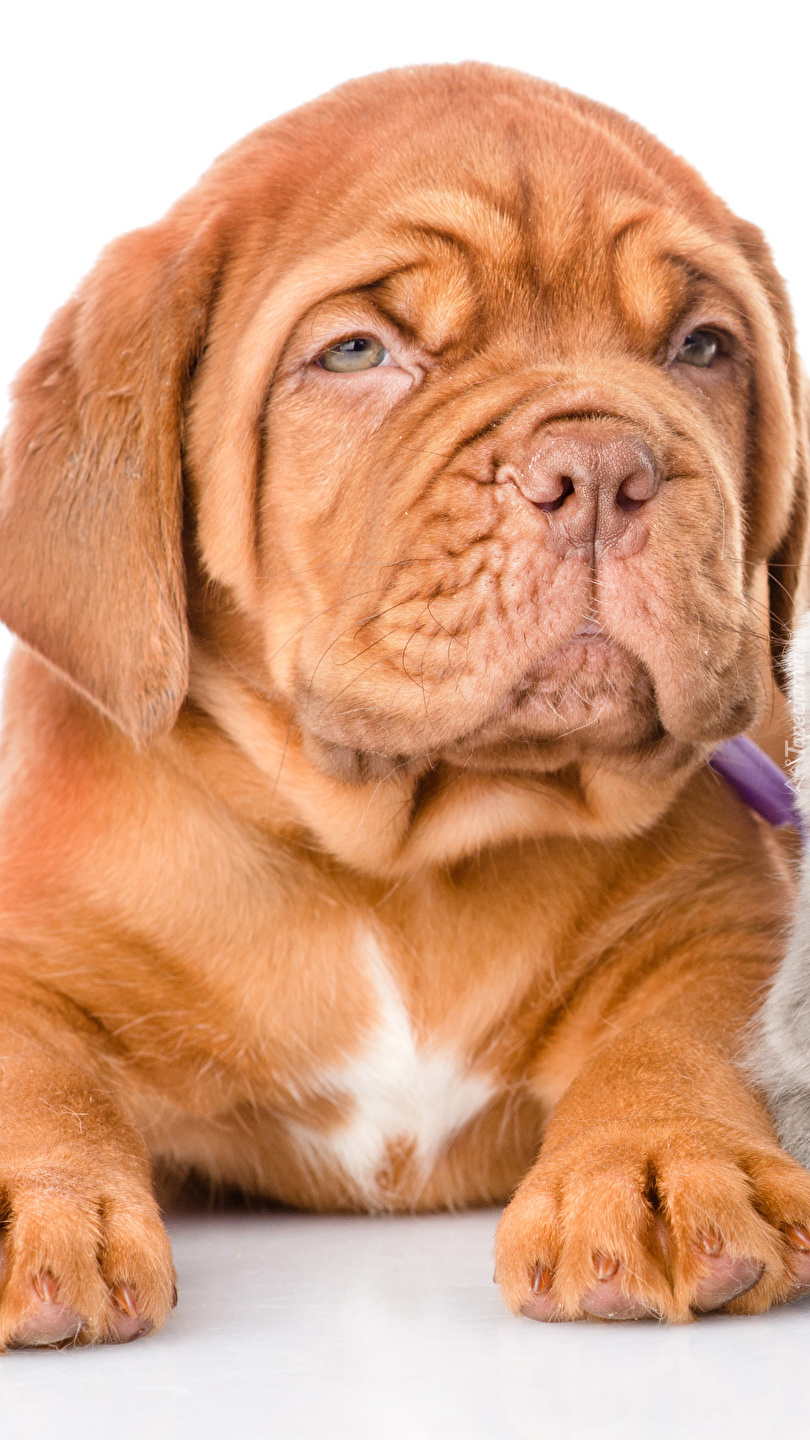 Dog de Bordeaux