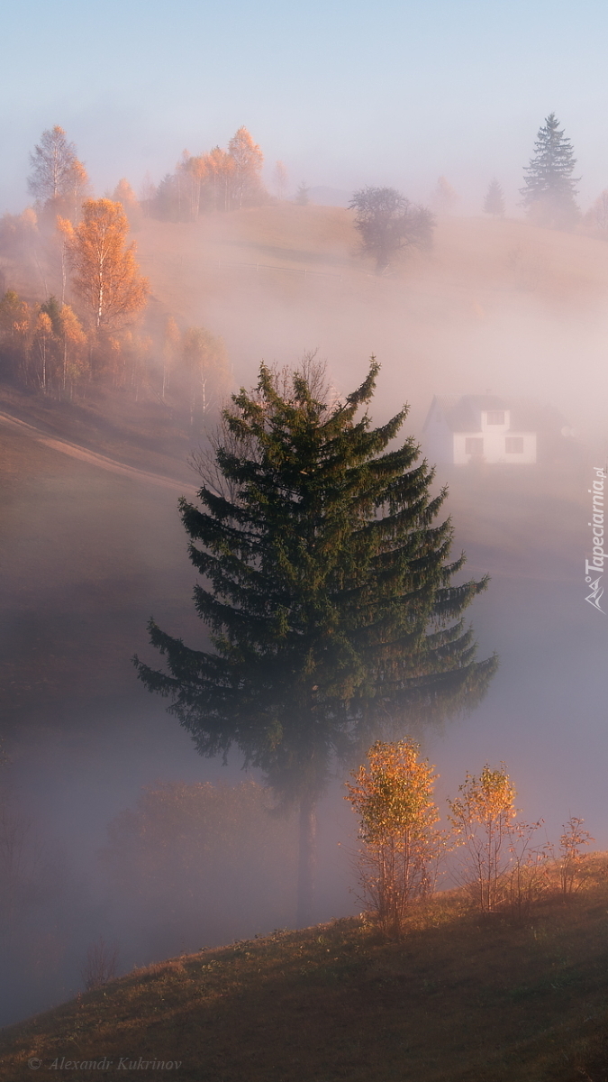 Dom i drzewa we mgle