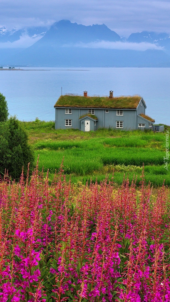 Dom i kwiecista łąka nad jeziorem