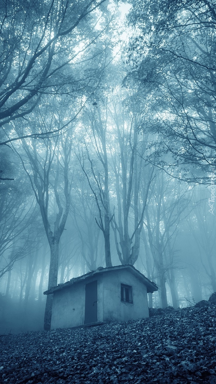 Dom na straży mglistego lasu