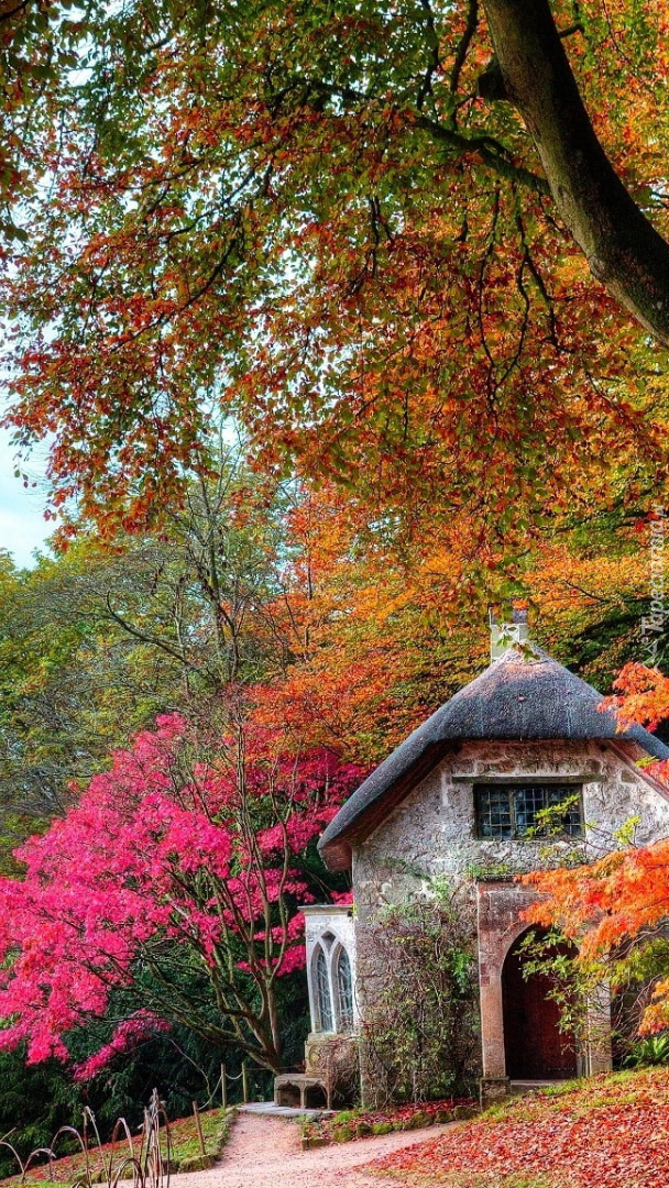 Dom otoczony jesiennymi drzewami