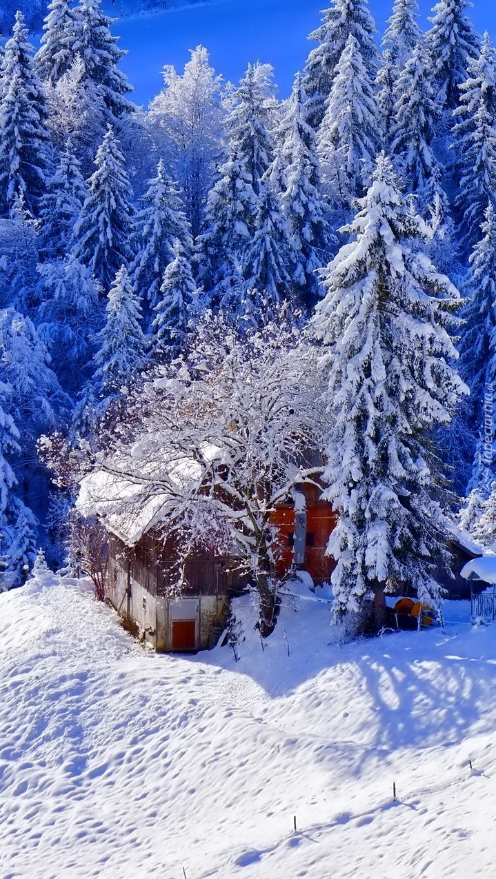 Dom pod lasem śniegiem oprószony